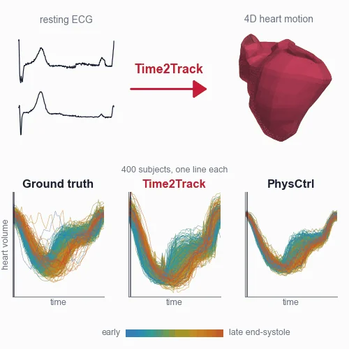 Time2Track: a resting ECG is turned into individualized 4D heart motion; heart-volume curves of 400 subjects keep their individual timing for the ground truth and Time2Track but collapse for PhysCtrl.
